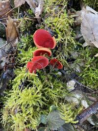 je ne m'en lasse pas de ces magnifiques pezzizes. je ne m'en lasse pas de ces magnifiques pezzizes.