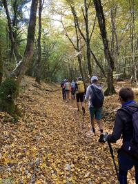 Des tapis de feuilles Des tapis de feuilles